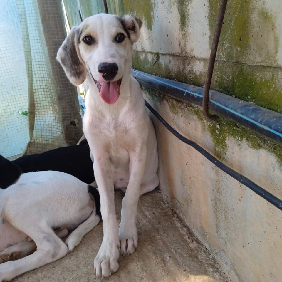 Linos sucht ein Zuhause - Hunde - Krefeld