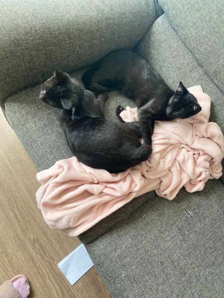 Süßen Kuschel Kater Felix abzugeben - Katzen - Halle Saale