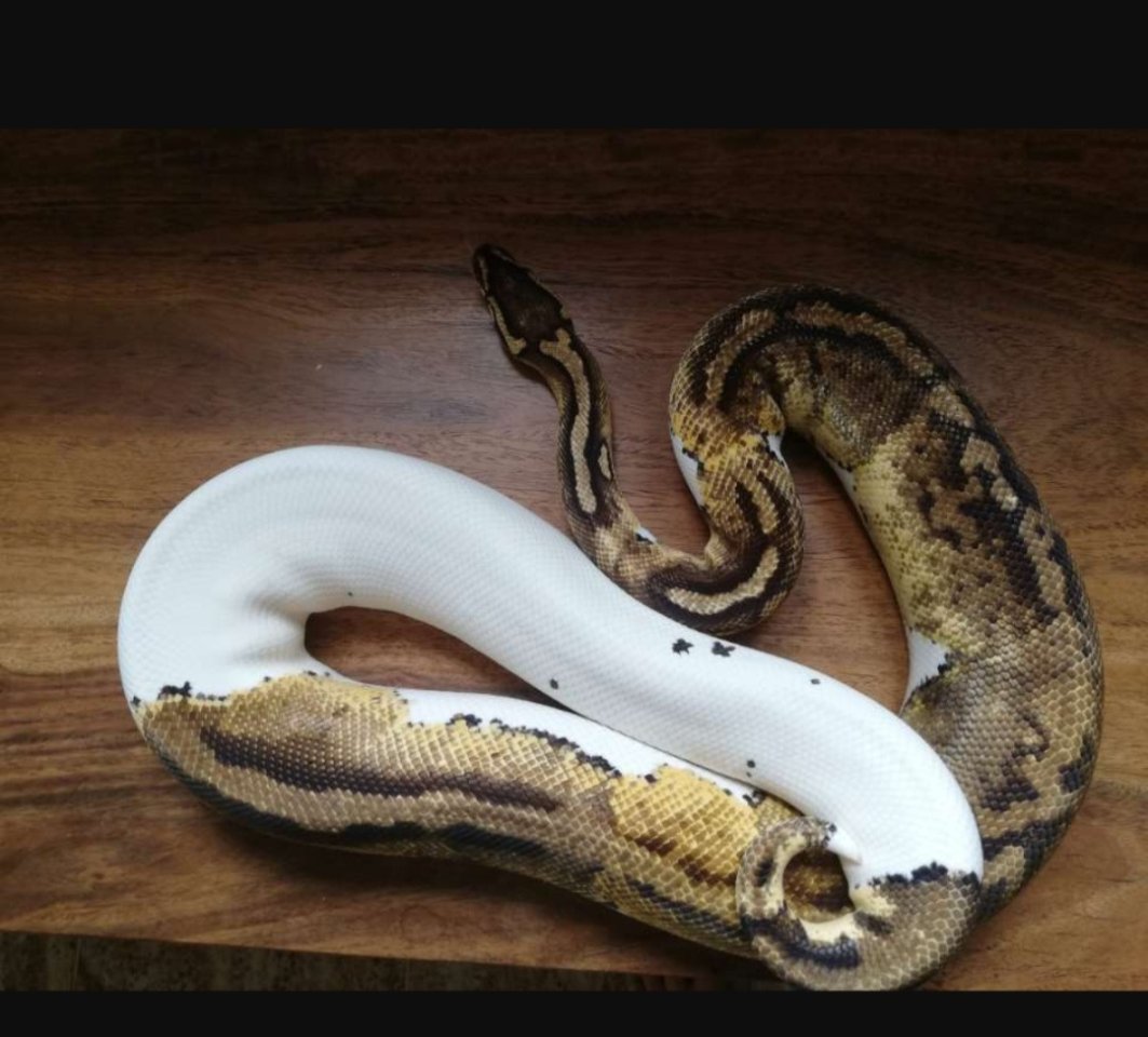 Python Regius / Königspython adult 1.1Superpastel Piebald, 0.1Pastel het. Piebal - Reptilien - Kassel