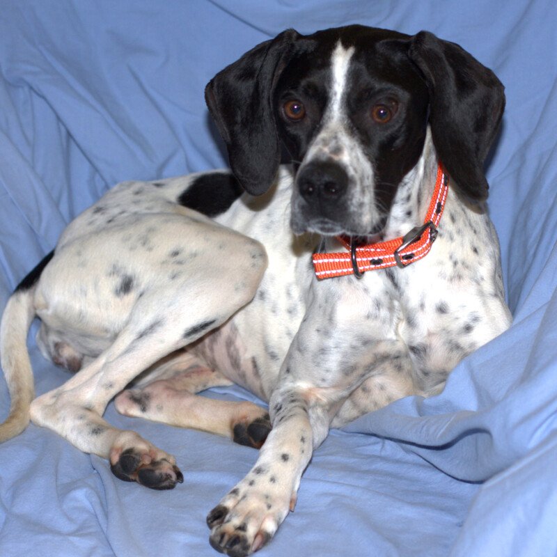 AGATHI - weiblich  1 Jahr  52 cm  13 kg  Pointer  Gechipt  Kastriert - Hunde - Lauf an der Pegnitz