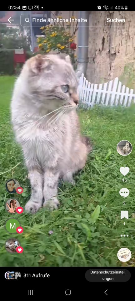 Katzendame sucht ein neues Zuhause - Katzen - Hennigsdorf