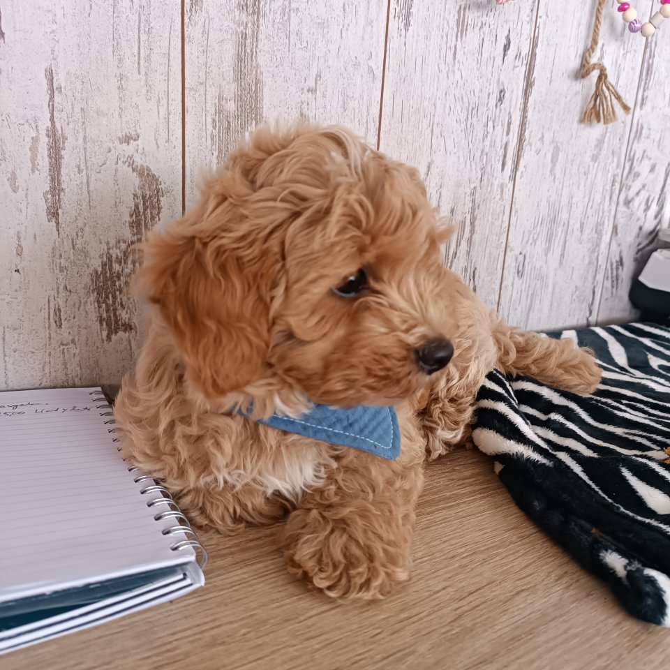 Maltipoo Welpen Rüde aprico - Hunde - Schwerinsdorf