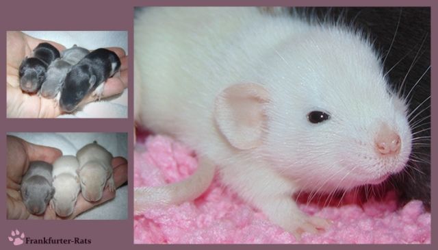 ♡ Wunderschöne Ratten Babys ♡ aus Liebhaberzucht - Ratten - Frankfurt