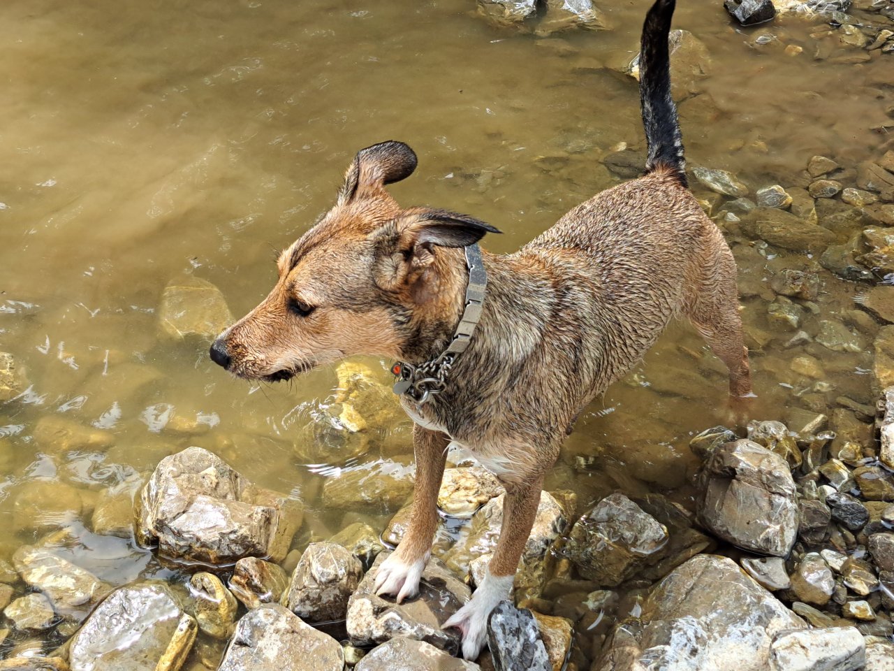 Wurfankündigung unserer liebevollen Mischlingshunde - Hunde - Oberasbach