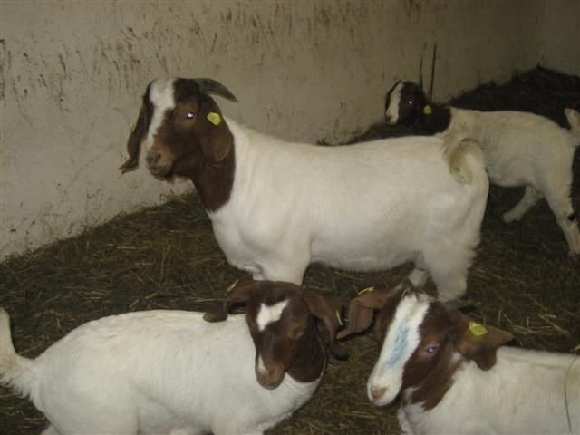 Verkaufe Burenziegen Herdbuch CAE-saniert - Sonstige Nutztiere - Neuhaus