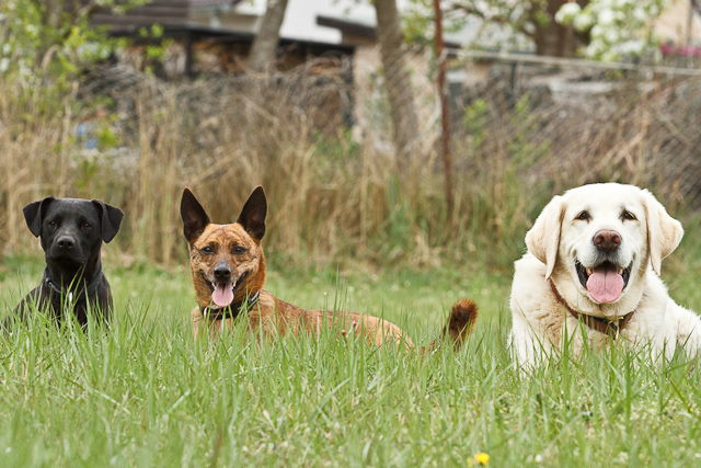 Hundepension und Hundeschule Georgia Greuter- Urlaub und Ausbildung, artgerecht - Hunde - Rüthnick