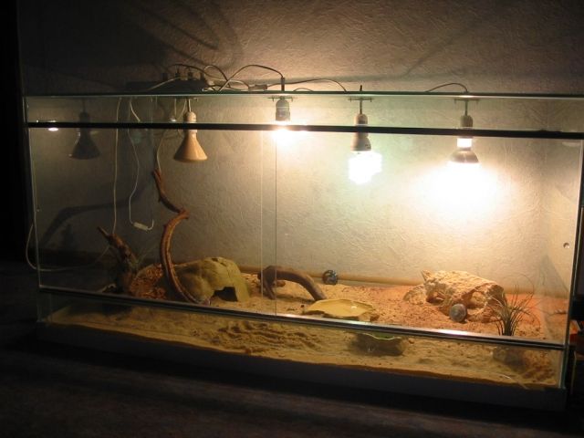 Bartagamen Terrarium - Terrarien - Tarmstedt