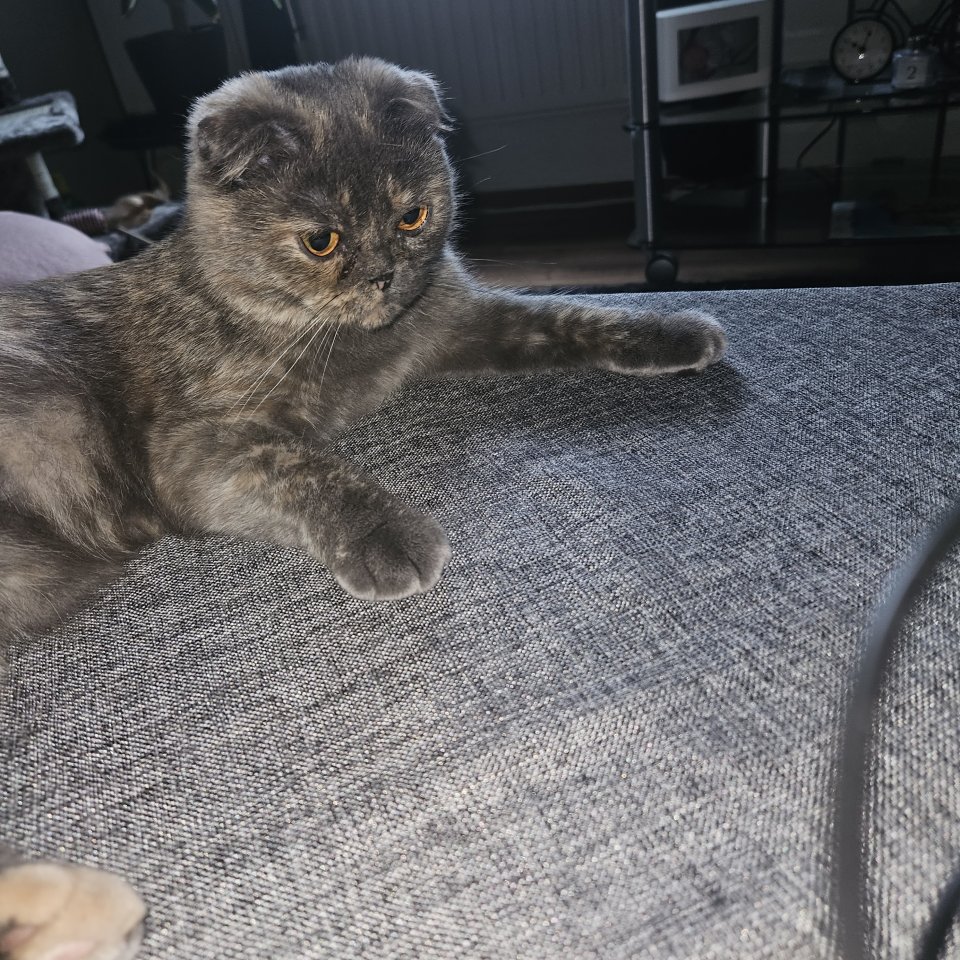 Katzenmädchen zu verkaufen - Katzen - Gotha