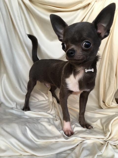 Chihuahua welpen mini kurzhaar Mini Teacup