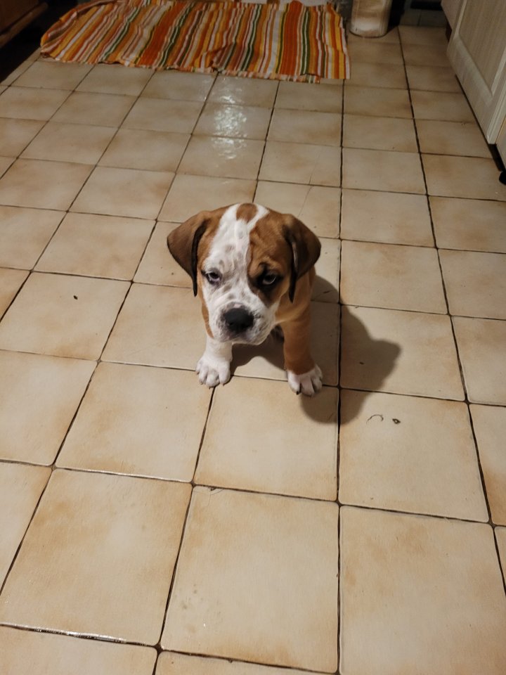 Wunderschöne Hundewelpen in Familienbande - Hunde - Siggelkow