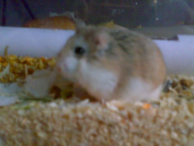 Roborowski- Zwerghamster zu verschenken! - Hamster - Waldrach