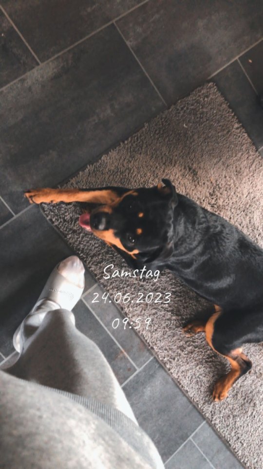 Rottweiler Hündin sucht neues Zuhause - Hunde - Dessau-Roßlau 