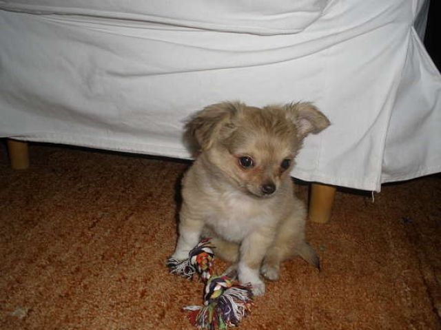 Langhaar Chihuahua Welpe (Rüde)