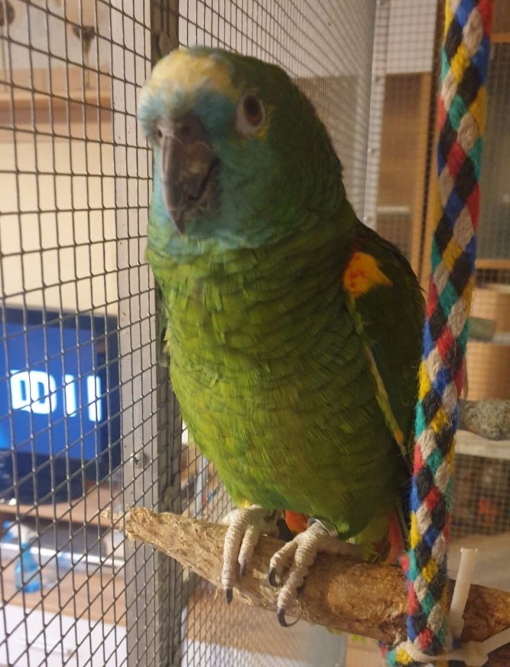 Blaustirn oder Venezuela Amazone gesucht - Voegel - Reckinghausen