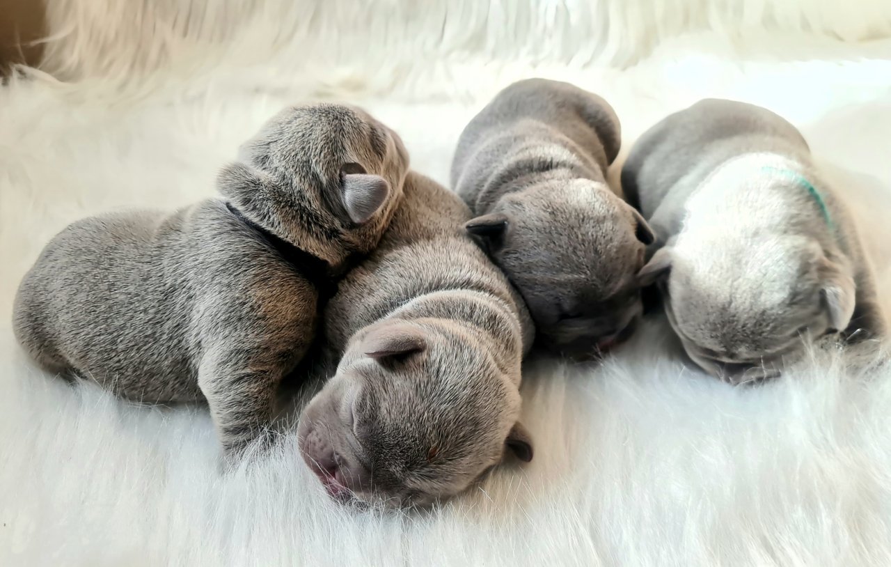Französische Bulldoggen Welpen lilac solid, lilac tan, blue and tan - Hunde - Mainaschaff