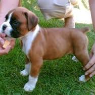 Boxerwelpen mit FCI Papieren - Hunde - Ulm