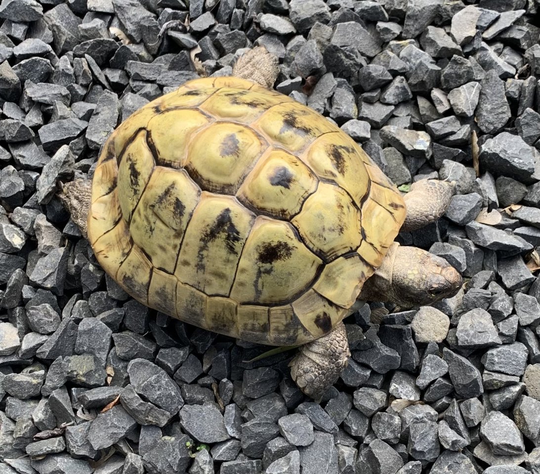 Männliche Landschildkröten (NZ 2002) abzugeben - Reptilien - Dormagen