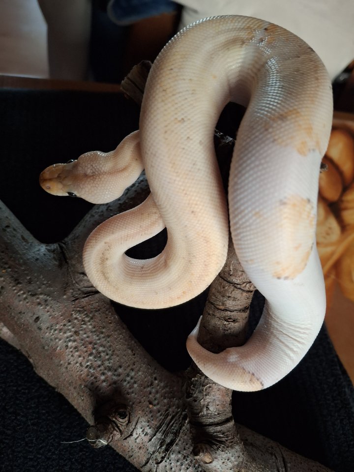 Biete Junge Königspython an - Reptilien - Datteln