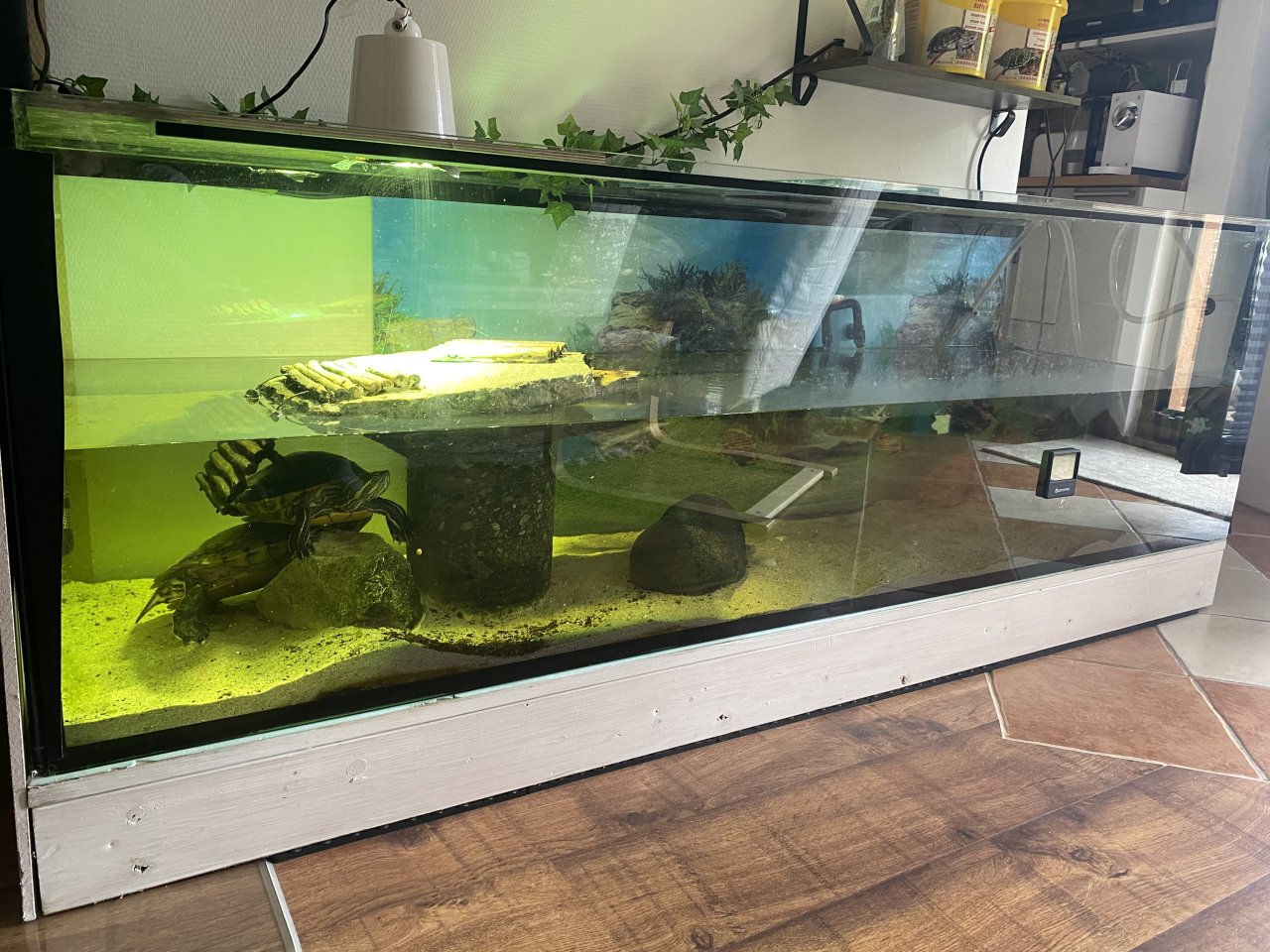 Wasserschildkröten inkl. Ausstattung - Reptilien - Scheyern