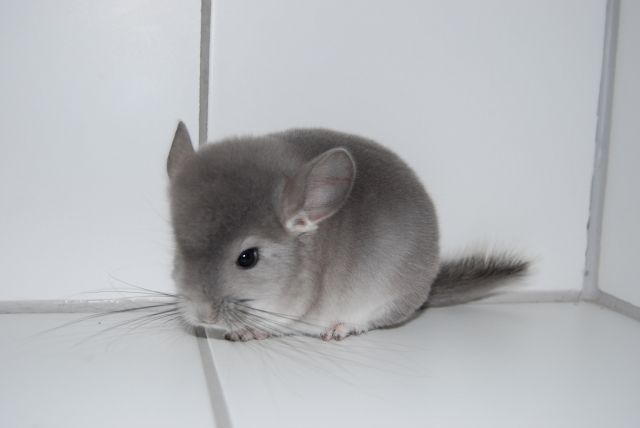 Chinchilla - Sonst Nagetiere - Nürnberg