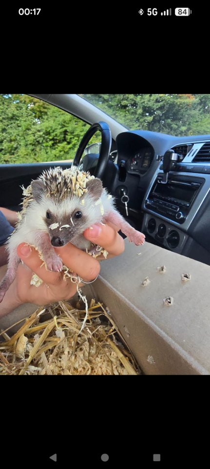 Weißbauchigel Damen zu verkaufen - Sonstiges - Warburg