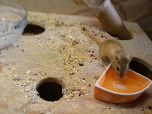Verkaufe Gerbils - Maeuse - Kottenheim