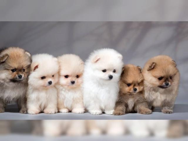 MINI Teacup Pomeranian Zwergspitz Welpen