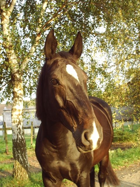 Biete Reitbeteiligung in 53773 Hennef-Uckerath - Reitbeteiligung - Köln
