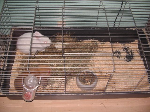 Zwergwidder & Albino Zwergkanienchen mit Käfig - Hasen Kaninchen - Wuppertal