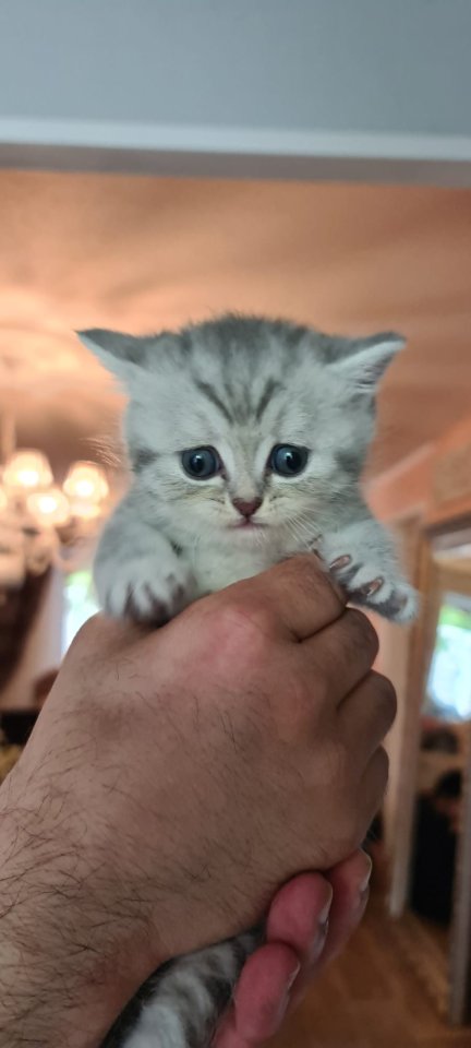 Bkh  kitten / Tabby - Katzen - Bielefeld