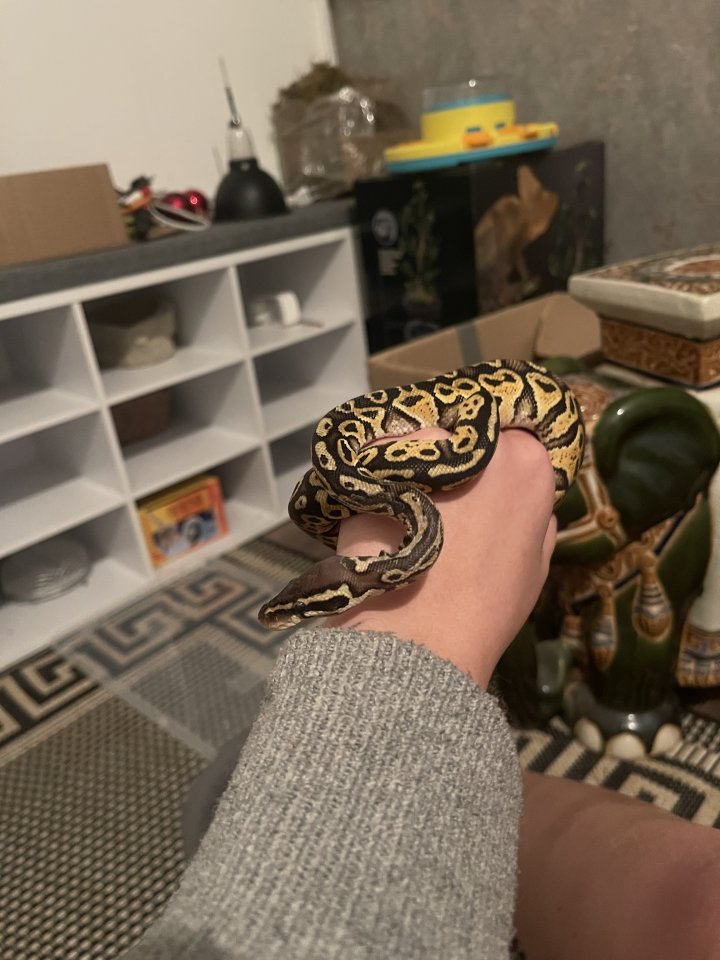 Königsphytons,Terrarium + Zubehör - Reptilien - Henfstädt