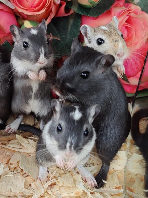 Neugierige Rennmäuse aus liebevoller Hobbyzucht (mongolische Rennmaus