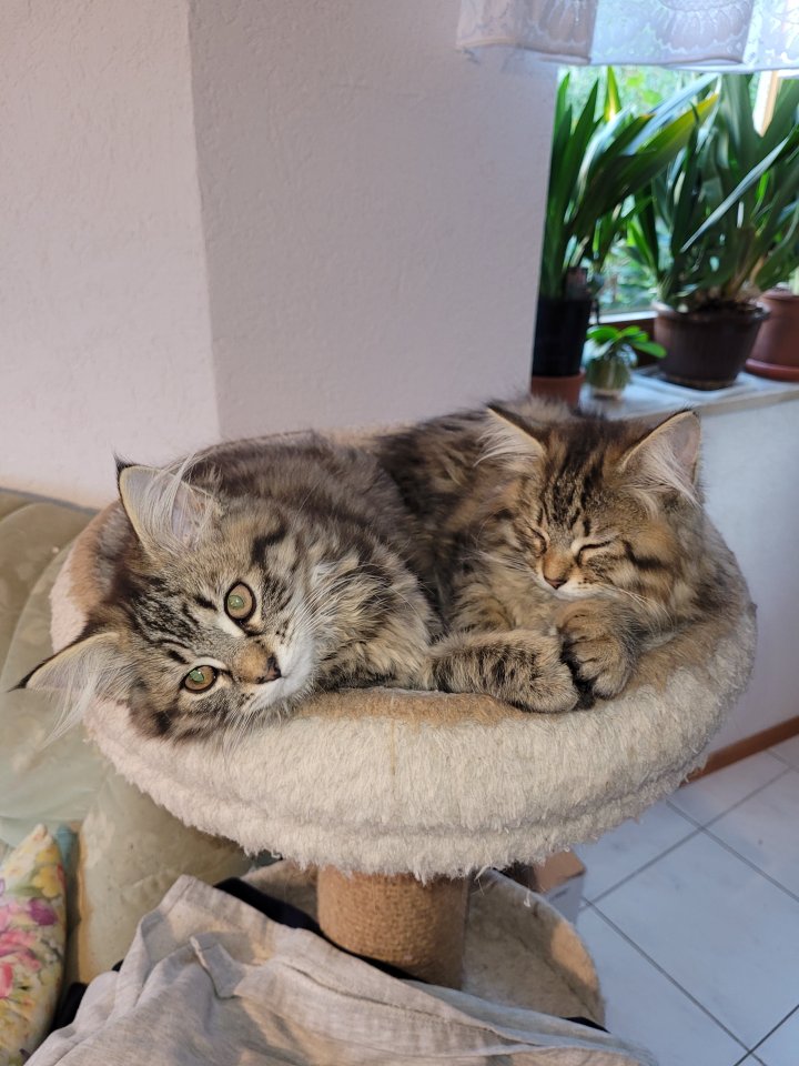 Main coon Mischlinge 4× - Katzen - Kirchberg