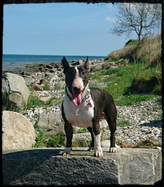 kehlkopflähmung hund natürlich behandeln