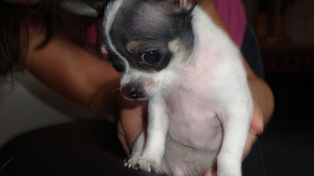 Ich bin Chico, ein Minichuahua und bereit zur Deckung. - Hunde - Freiburg