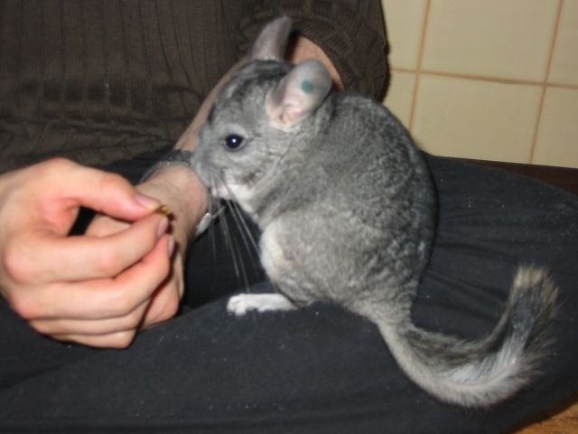 Chinchilla Böckchen 78224 - Nagetiere Allgemein - Singen