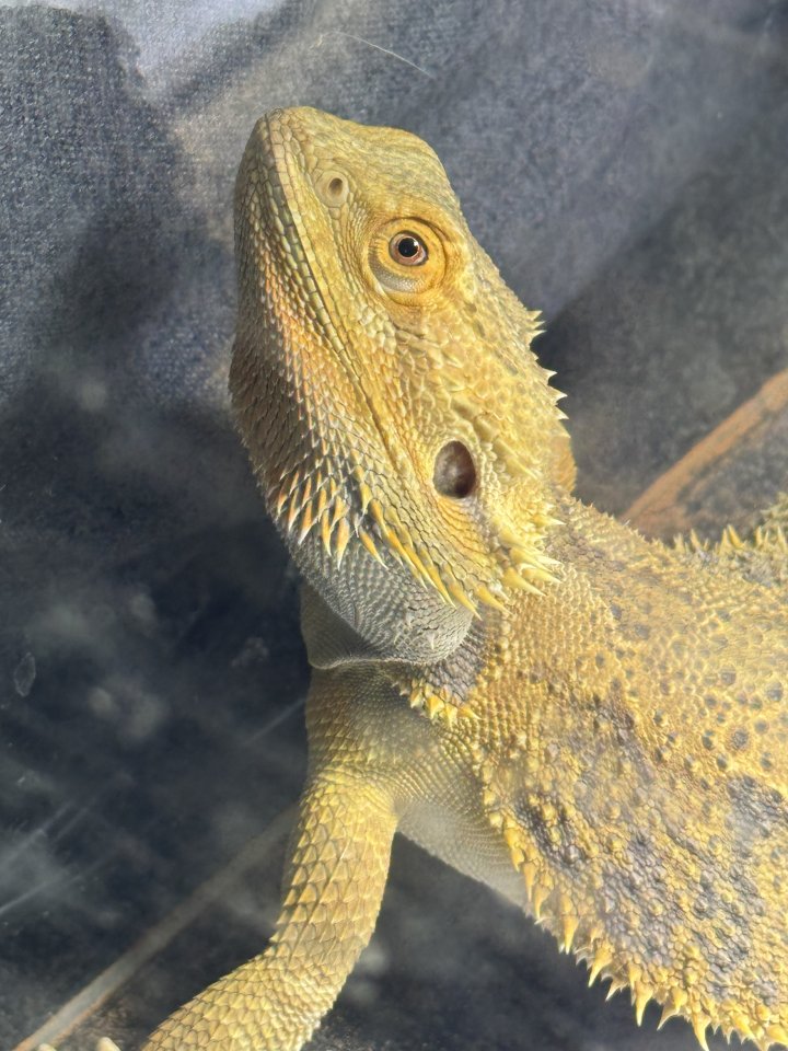 Bartagame 1 Jahr alt - Amphibien - Meckenbeuren