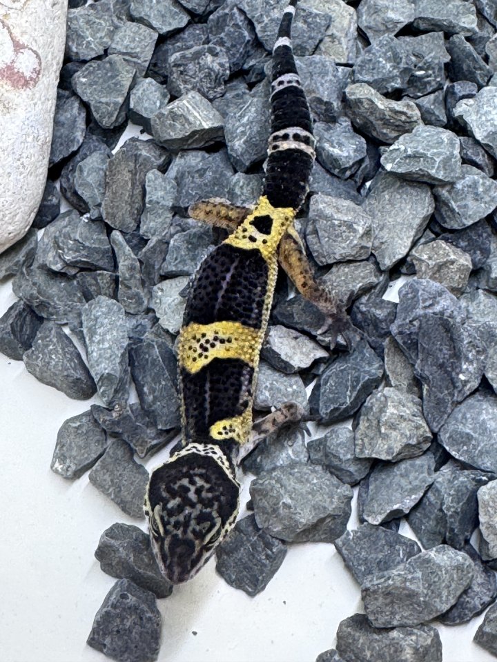 Leopardgecko Weibchen - Reptilien - Bottrop