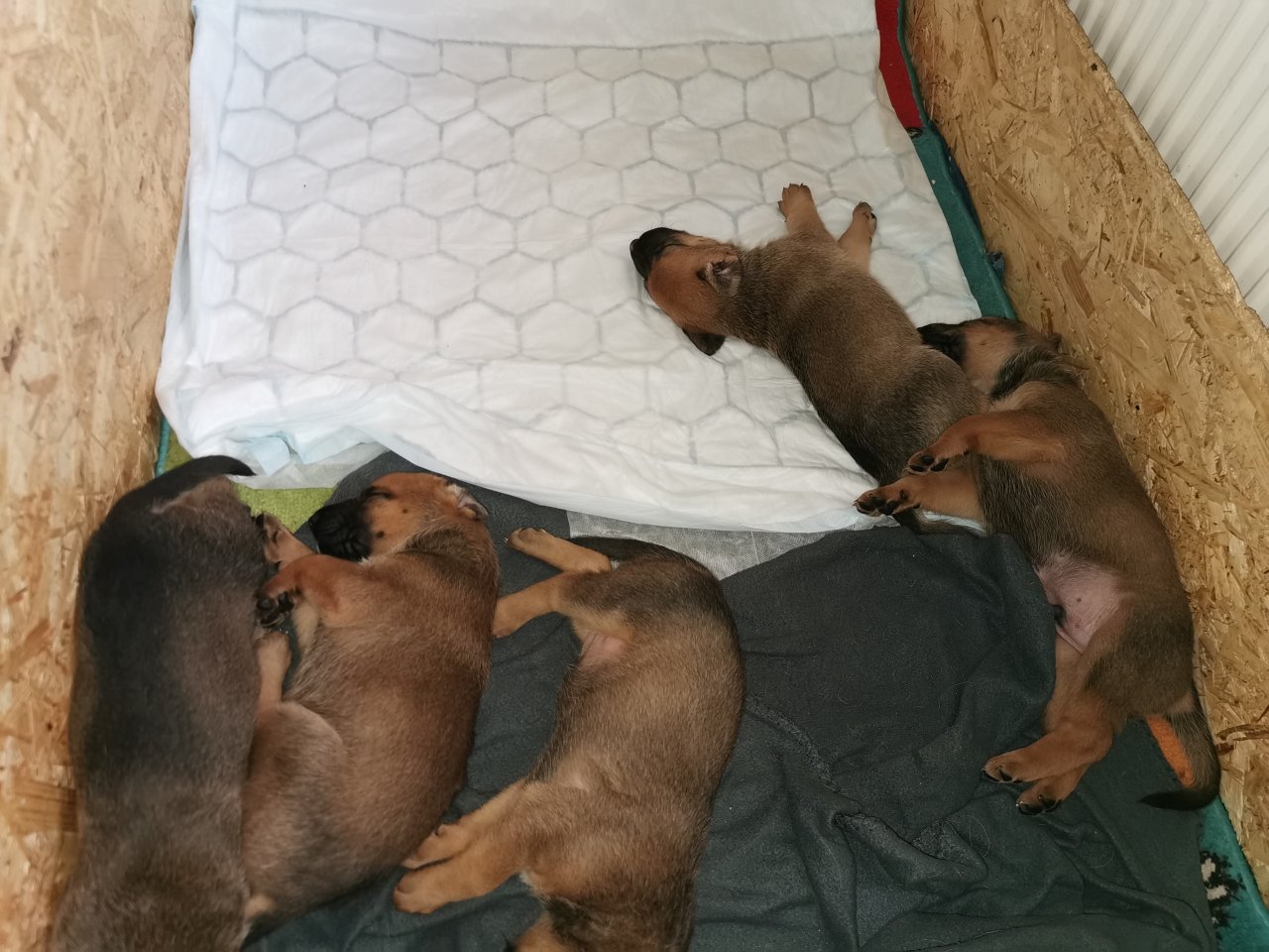 Welpen. Schäferhund ??Ridgeback - Hunde - Wust-Fischbeck