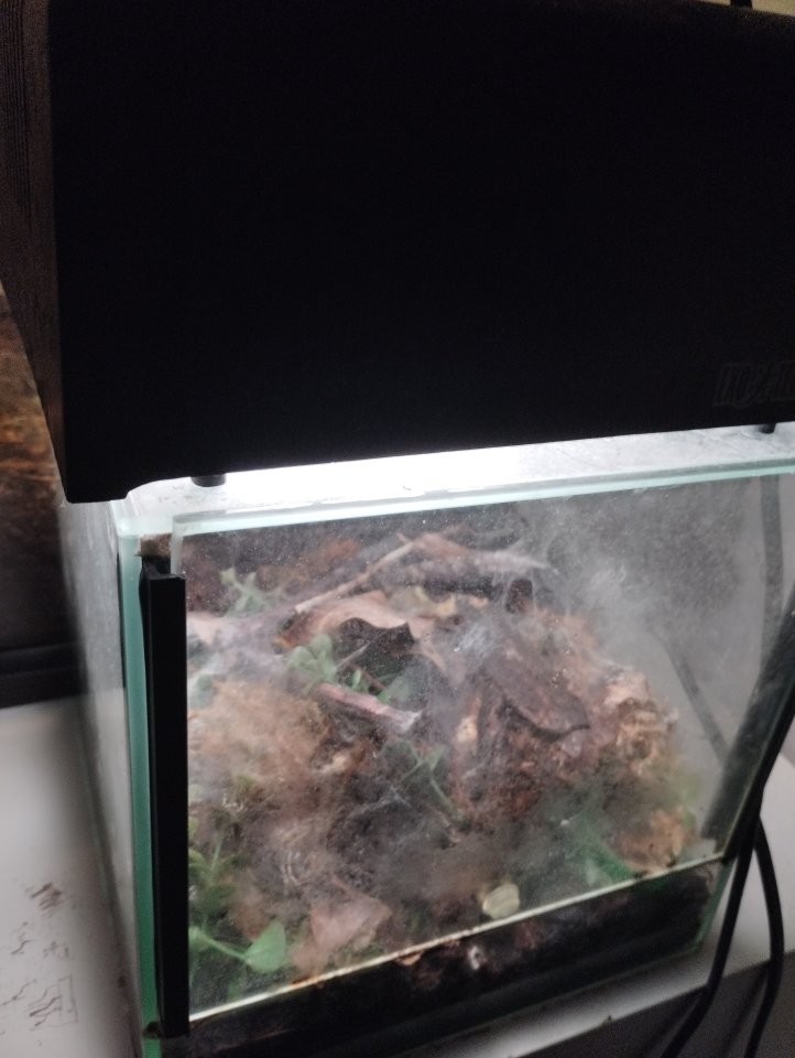 Chromatopelma Cyaneopubuscens (unbestimmt) - Insekten - Herne