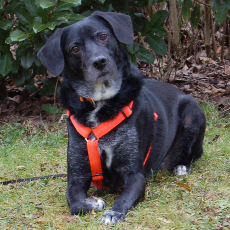 GRACIELLE - weiblich 8 Jahre 52 cm 25 kg Labrador-Mix Gechipt Kastriert - Hunde - Lauf an der Pegnitz