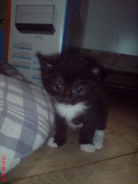 4 kleine kitten - Katzen - Liebenburg Upen