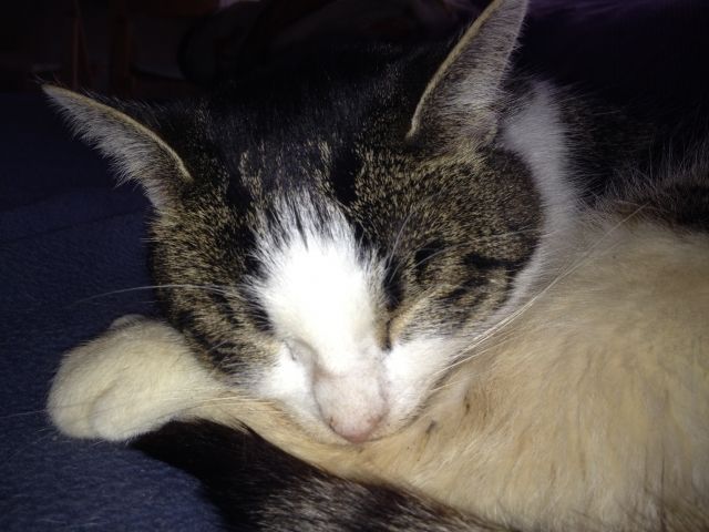 Sehr verschmuster 4 Jahre alter Tiger abzugeben - Tiere In Not - Berlin 