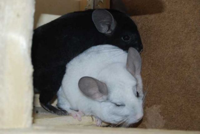 Viele Chinchillas M/W in versch.Alter sowie vers.Farben suchen neuen Lebensraum - Nagetiere Allgemein - Achern-Großweier