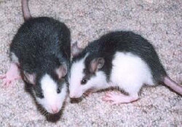 Süße Huskyrattenbabys suchen ein kuscheliges zu Hause - Ratten - Berlin