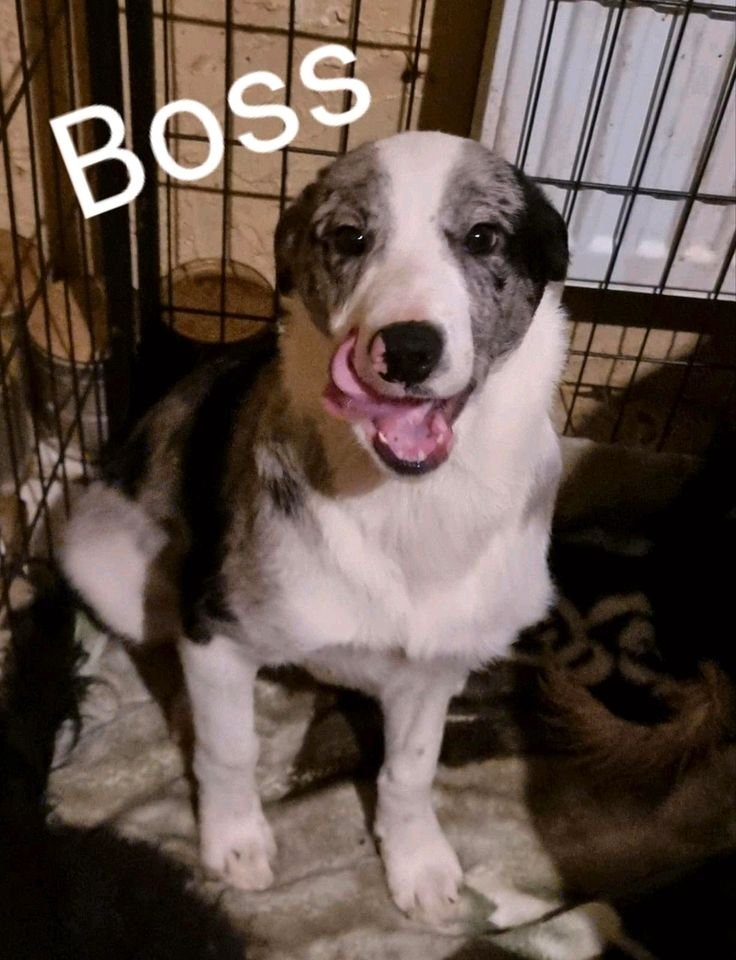 Border Collie Welpen - Hunde - Velgast
