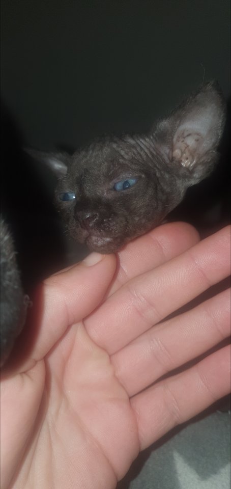 Reinrassige sphinxs mittlerweile 5 Wochen alt dürfen besucht und reserviert werd - Katzen - Neresheim-Ohmenheim