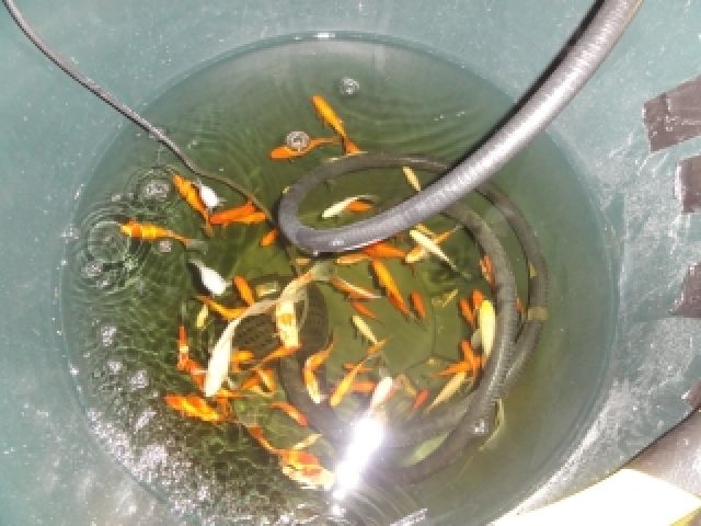 Goldfische abzugeben | tieranzeigen.net