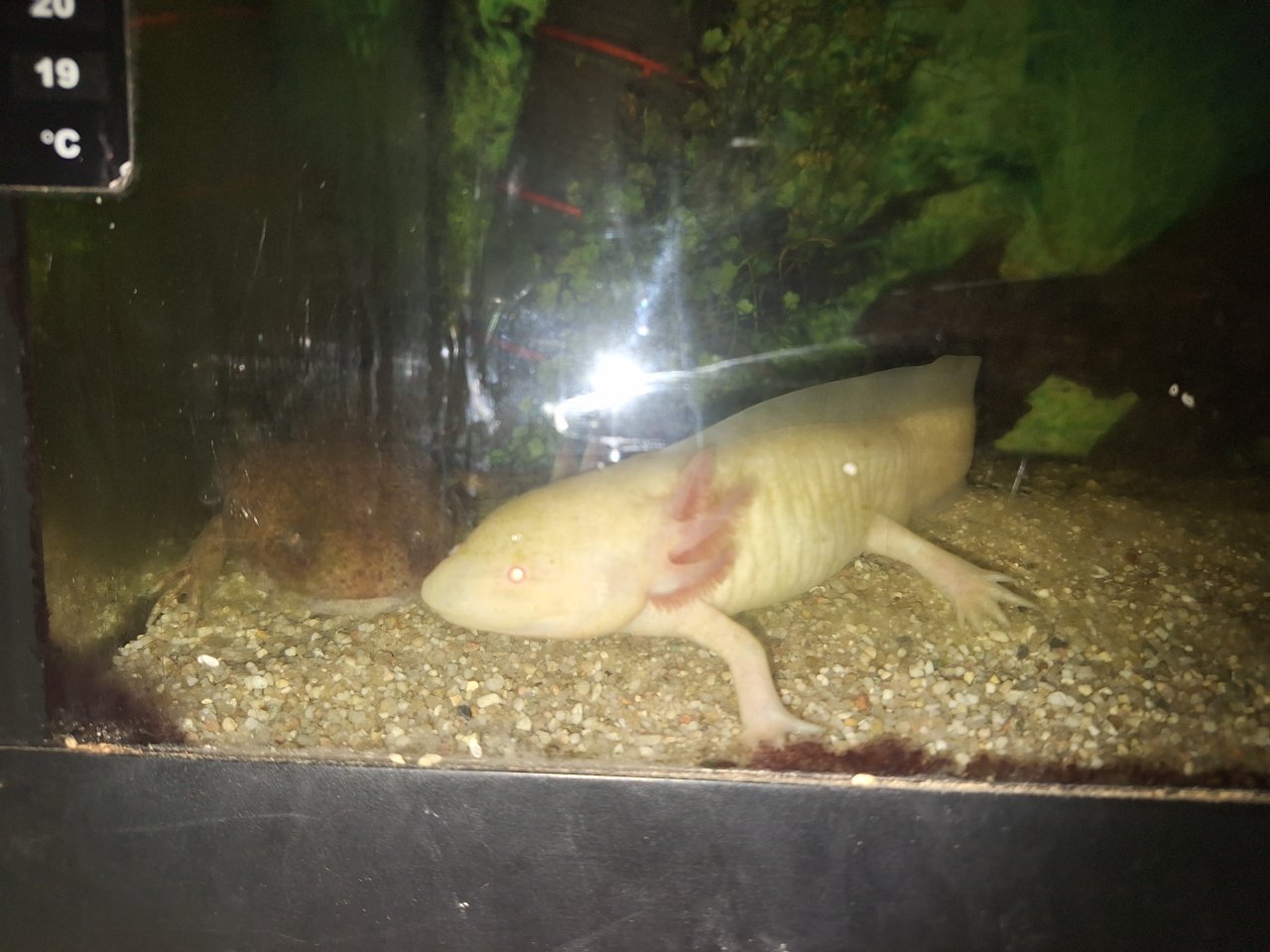 2 Männliche Axolotl!!!Dringend!!! - Amphibien - Bassum Neubruchhausen