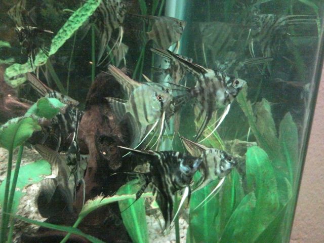 BIETE: Junge Marmorskalare aus Eigenzucht - Fische - Salzburg